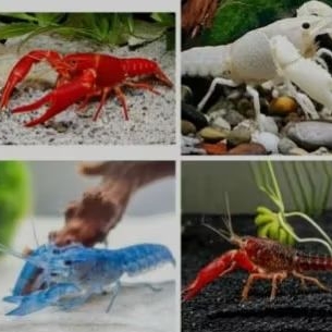 LOBSTER HIAS AIR TAWAR