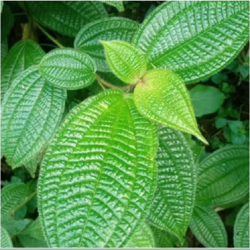 

DAUN HARENDONG BULU 1KG FRESH, OBAT HERBAL TRADISIONAL