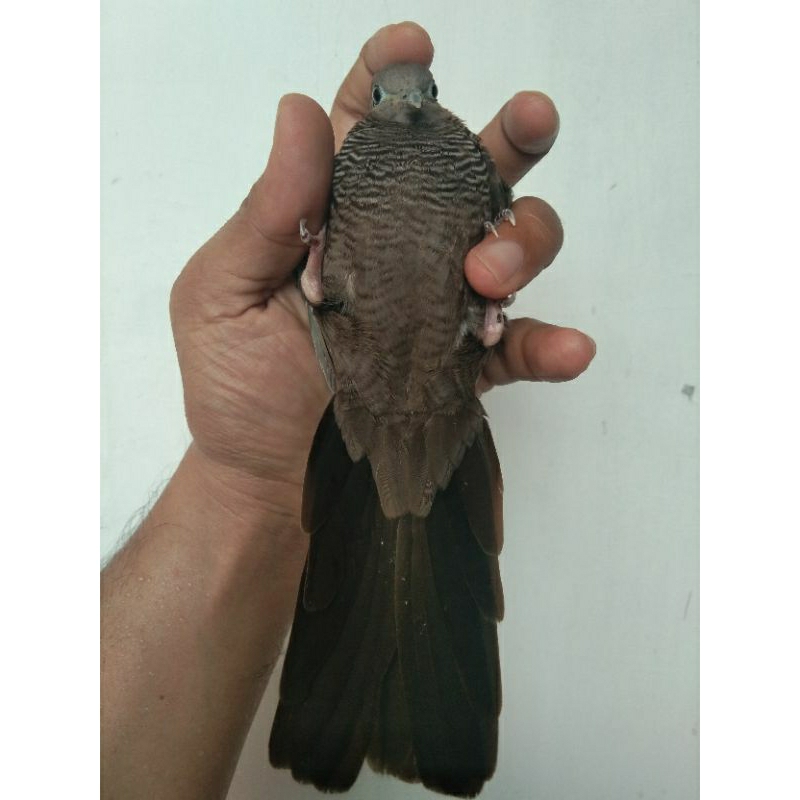 PERKUTUT CEMANI DEWASA JANTAN KHUSUS GOJEK/GRAB/SHOPEE INSTAN