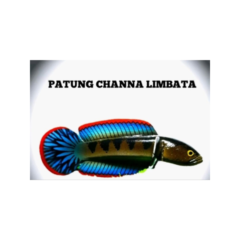 stiker Cana limbata lawu