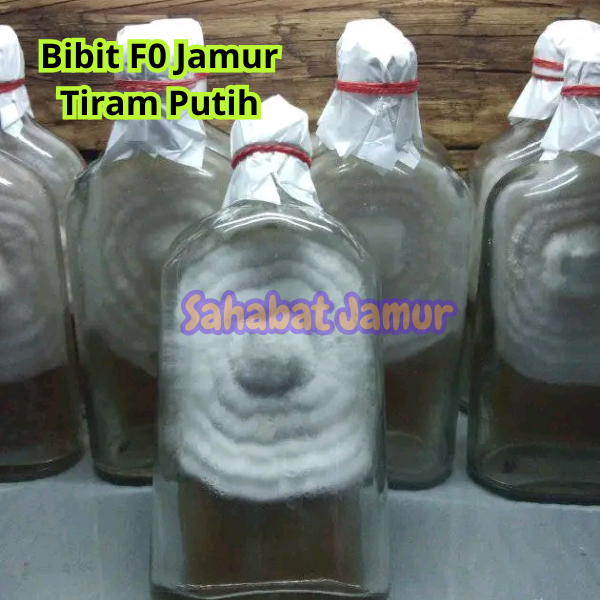 F0 Bibit Jamur Tiram Putih Super