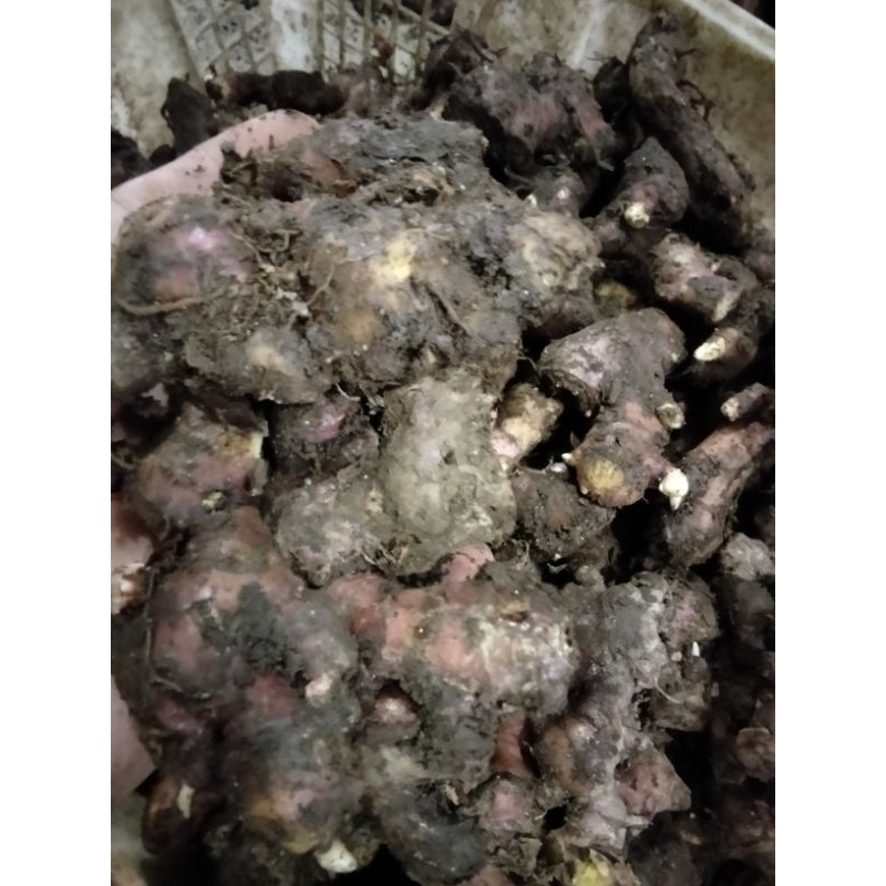 

Jahe Merah Pilihan Fresh 1 KG
