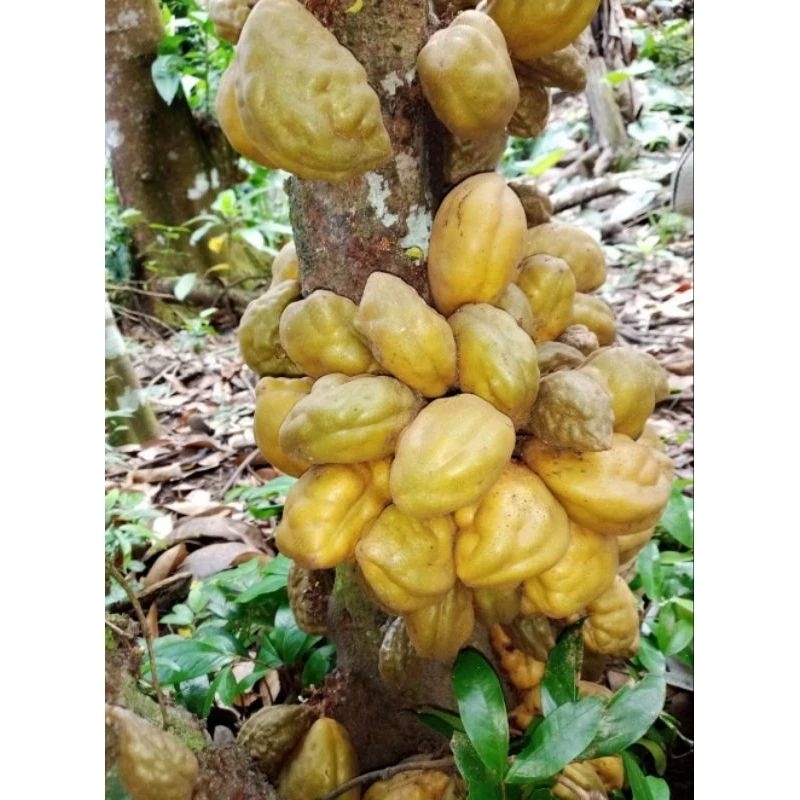 

Buah Nam Nam / Pokih / Pukih Segar Murah Di Petik Dadakan