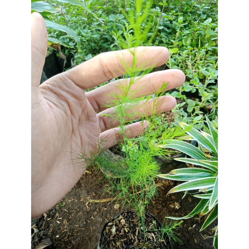 Tanaman Sayuran asparagus
