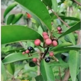 

BIJI BUAH LAMPENI 100 GRAM