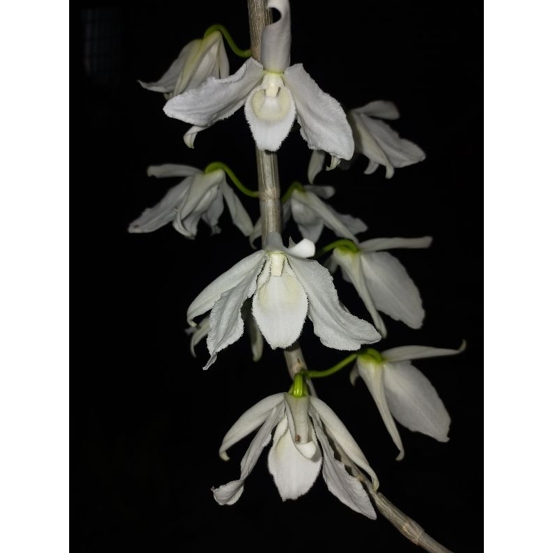 Anggrek Dendrobium anosmum alba