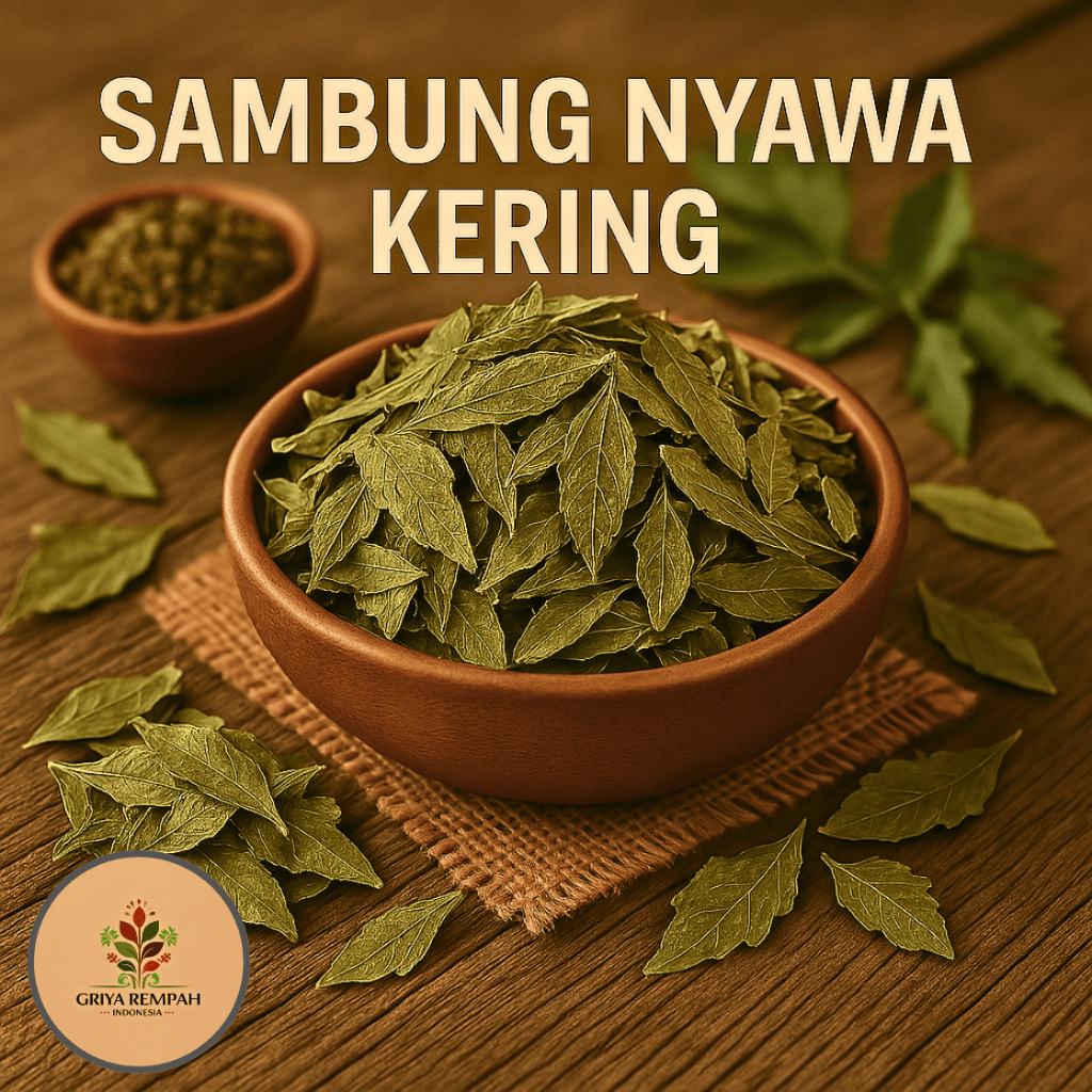 

DAUN SAMBUNG NYAWA KERING 100 GRAM Sambung Nyowo Herbal Simplisia Alami Tradisional untuk Kesehatan Ramuan Jamu Sambungnyawa Gynura procumbens