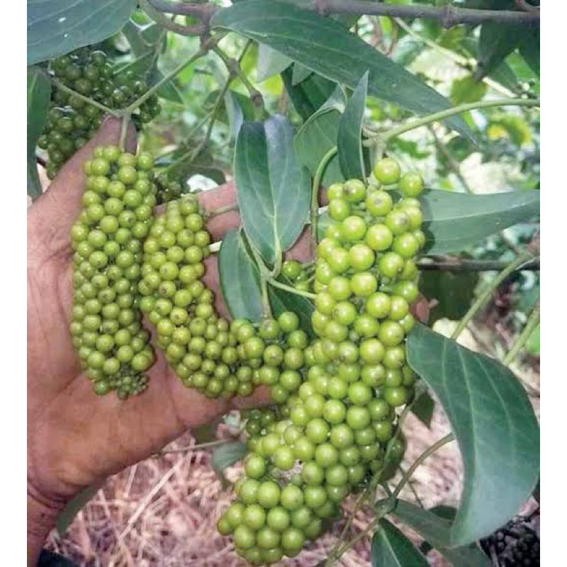 

Buah kemukus segar fresh petik langsung 100 gram