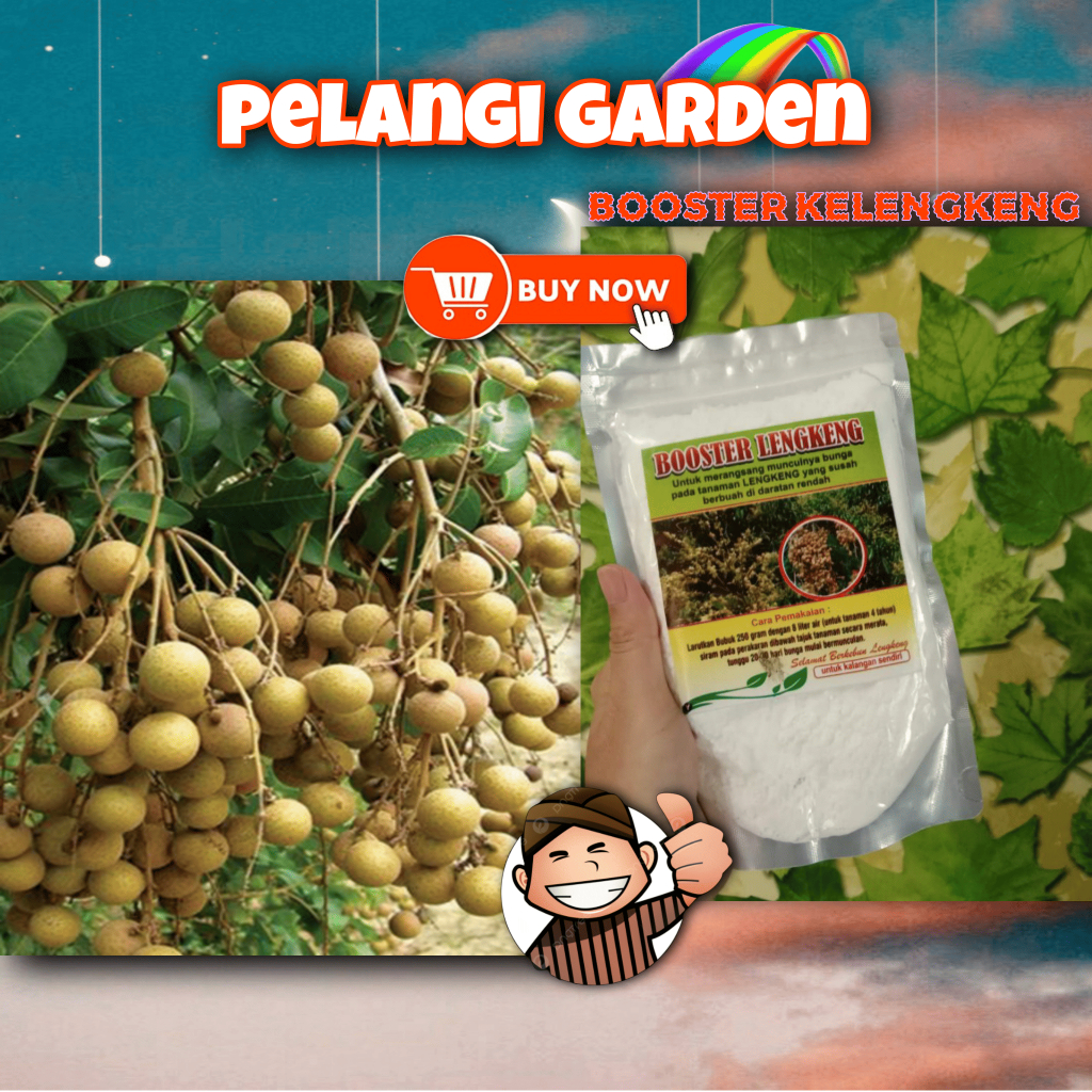 BEST SELLER ! Booster Kelengkeng Kclo 3 Murni, Booster Kelengkeng Kclo 3