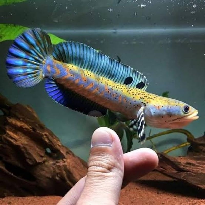 

Stiker Channa Blue Pulchra 9-10cm Mantap Bukan Buku Tulis