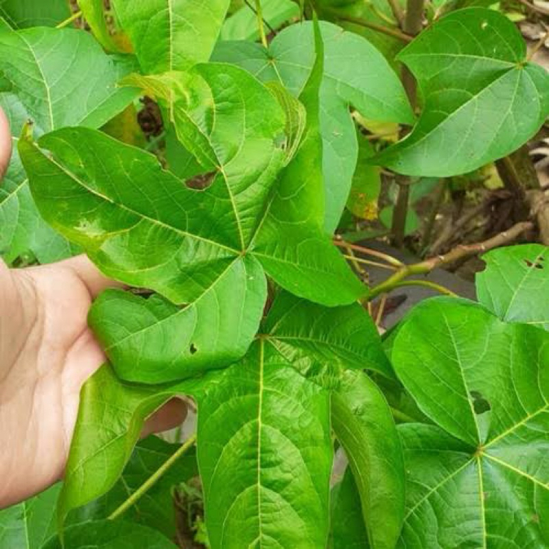 

Daun kapas segar petik langsung 25 lembar-az