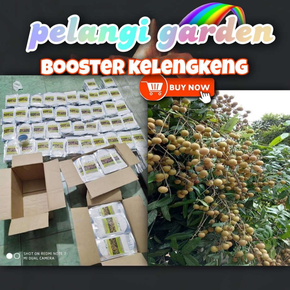 BEBAS JAMUR  Booster Kelengkeng New Kristal Cangkok, Booster Kelengkeng New Kristal Berbuah