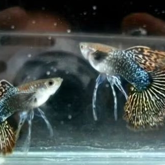 GUPPY RED DRAGON Ribbon perpasang