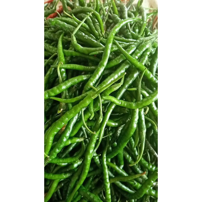 

sayur mayur Cabe kriting hijau 250gr 500gr 1000gr