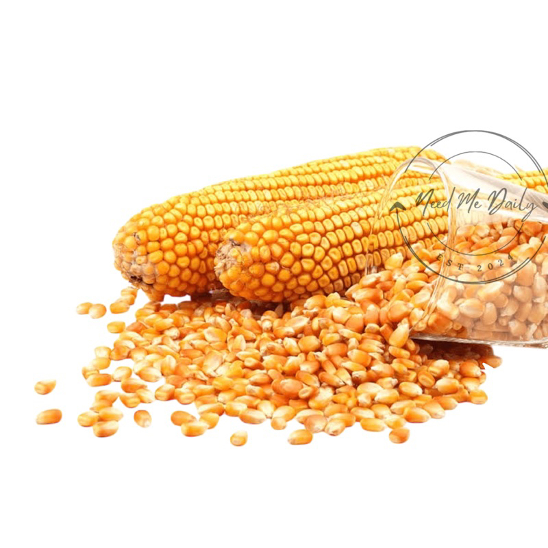 

Jagung Popcorn Mentah Repack 250gr 500gr 1Kg |Jagung Brondong Premium