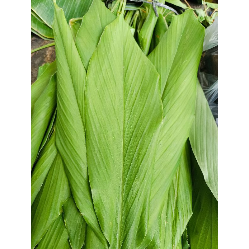 

Daun Kunyit Segar