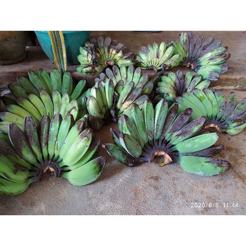 

pisang kepok murah persisir berat mencapai 1,5 kg sampai 2 kg