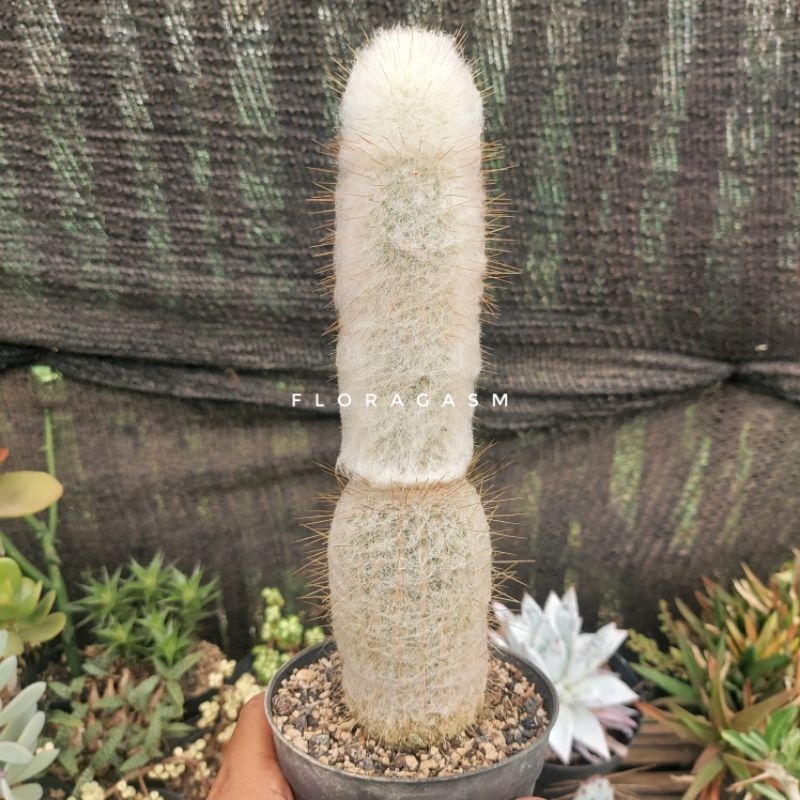 Espostoa lanata / Peruvian Oldman Cactus - Rooted cutting - Tanaman Hias Dekorasi Rumah dan Taman