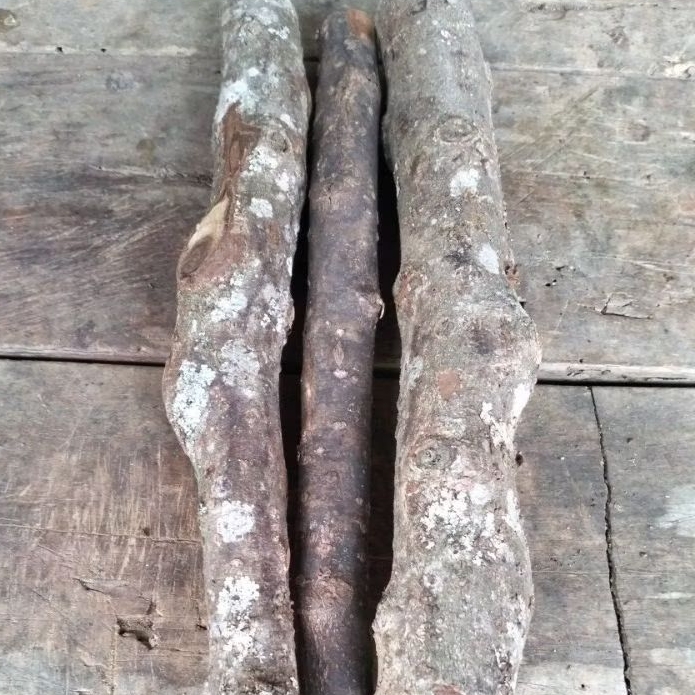 

stik pohon lemo per 1 batang 25cm