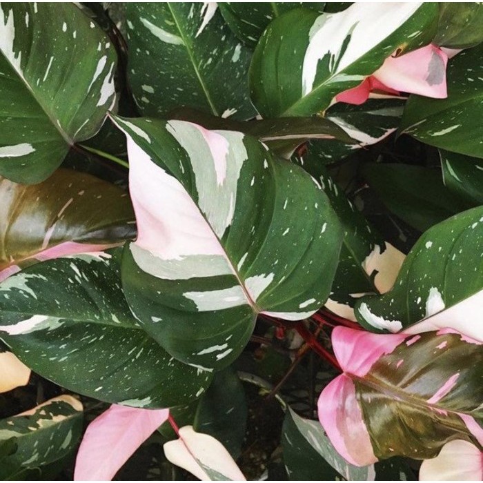 PHILODENDRON WHITE PRINCESS