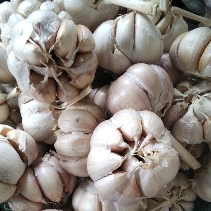 

Bawang Putih