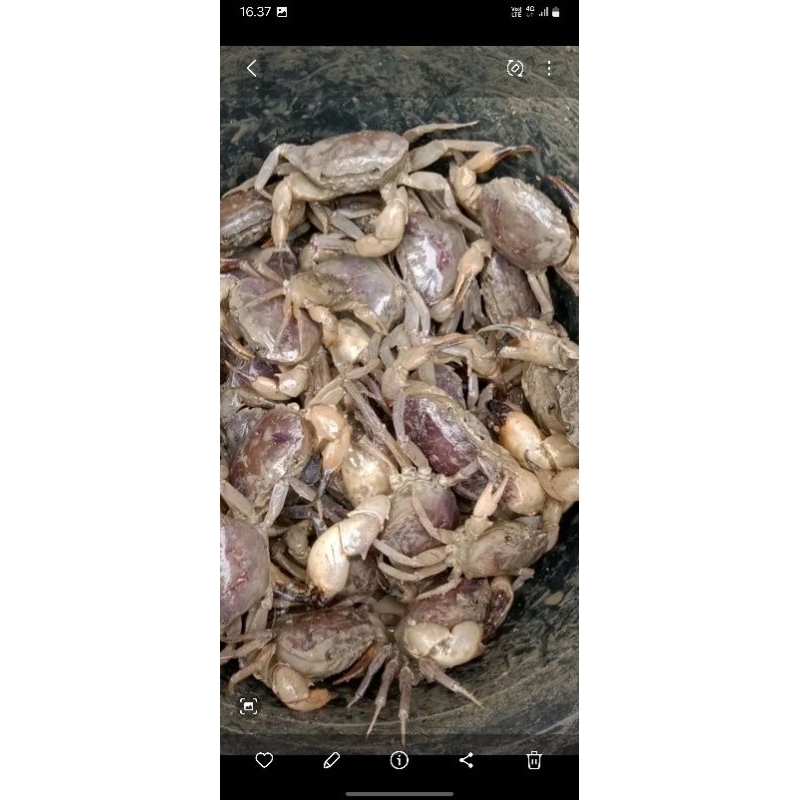 

Kepiting sawah (Isi 10 ekor)
