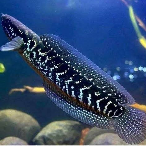 Jual ikan Chana Bibit Channa Asiatica 6-7 cm - Mental Flaring Mutiara Galak Grade A Gabus Snakehead