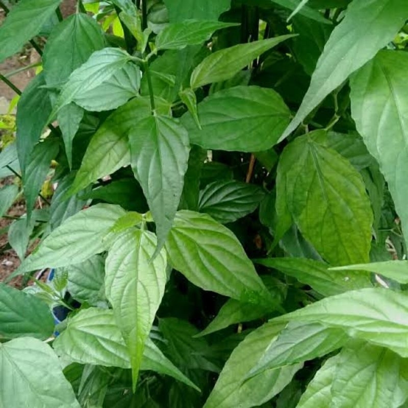 

daun belalai gajah tanpa pestisida 50lmbar