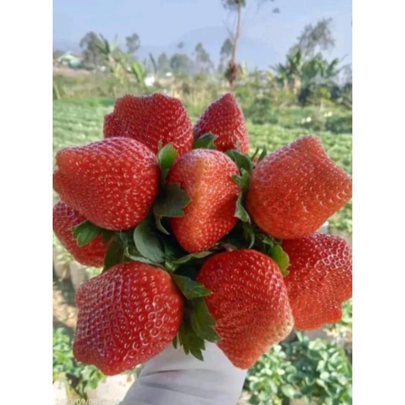 

Strawberry Fresh Ciwidey Bandung