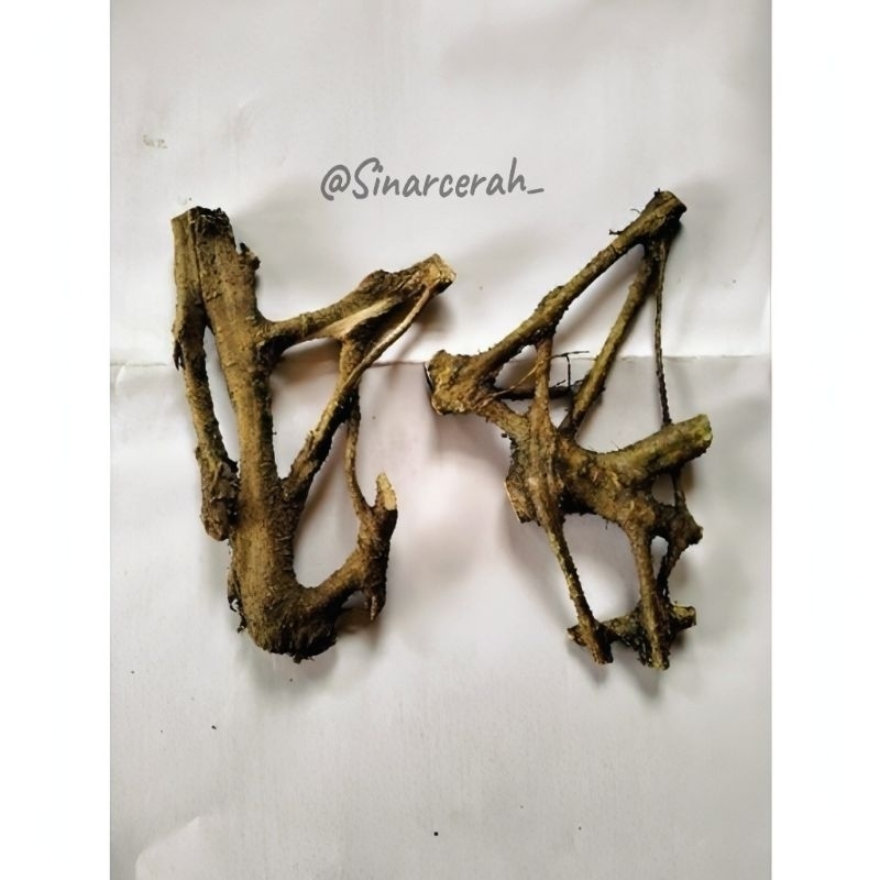 

Akar mimang asli dari hutan/Akar kayu Mimang super unik dari hutan