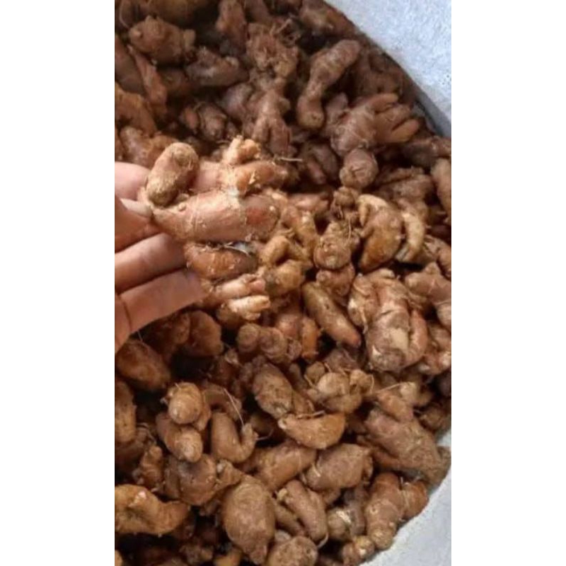 

kencur tua grade A pilhan full merah ,250 gram