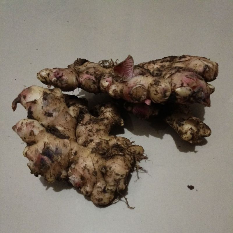 

jahe gajah muda fresh