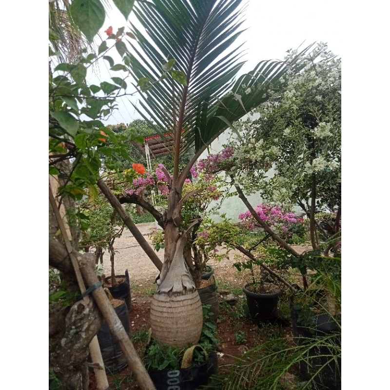 

bibit palem botol tinggi 1meter