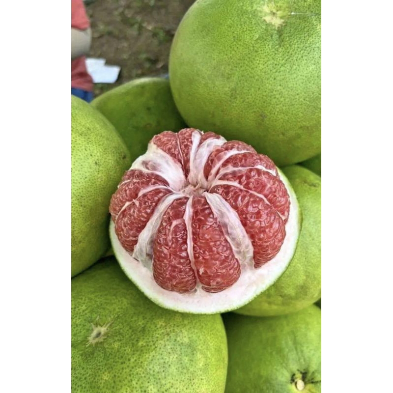

Jeruk Pamelo Muria Super Berat 700-800 gram - manis segar banyak airnya