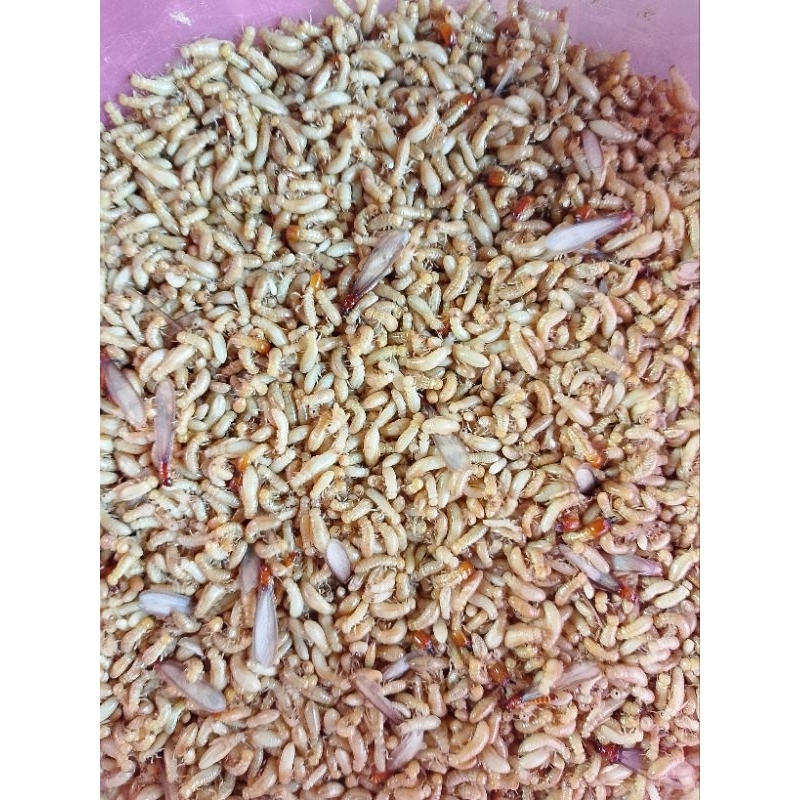 umpan/ikan/wader/pua/warangas/poa/silaru/Hidup