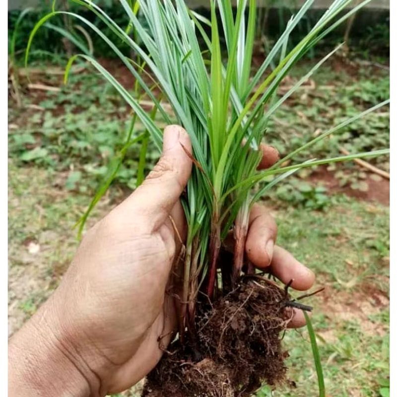 

rumput teki segar 500 gr