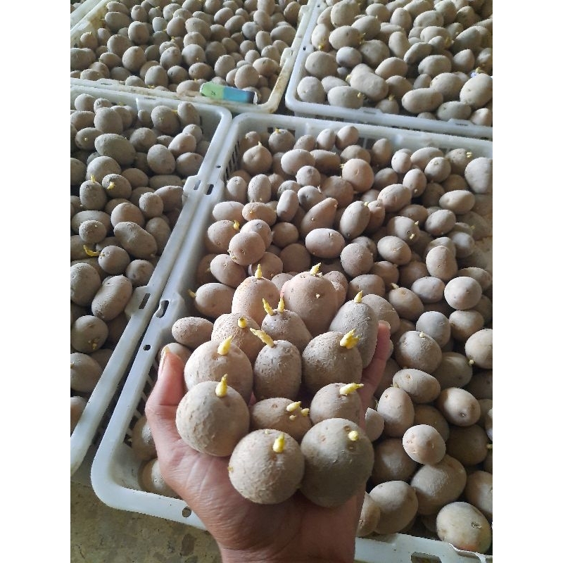 bibit G0 granola bimbo / gren bimbo 1000 biji