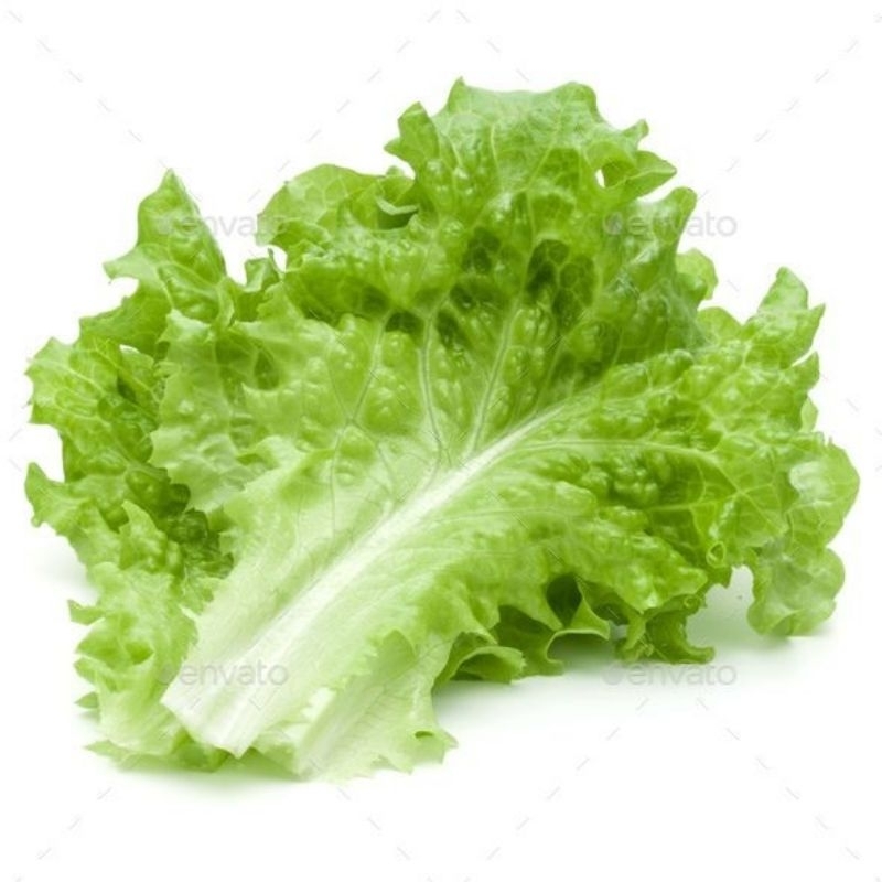 

Daun selada salad 250 - 500 gram - Surabaya