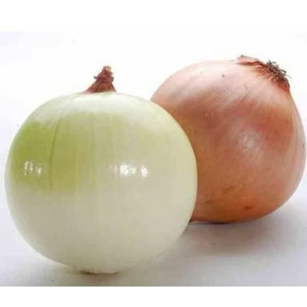 

RB Bawang Bombay Botak / Tunas / Tumbuh / Kupas