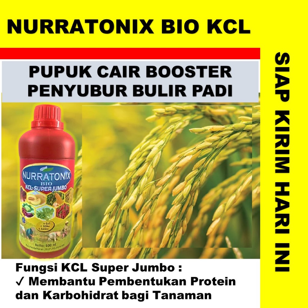 (PALING MURAHA)NURRATONIX BIO KCL SUPER JUMBO PUPUK CAIR PADI TERAMPUH - PUPUK UNTUK TANAMAN PADI PA