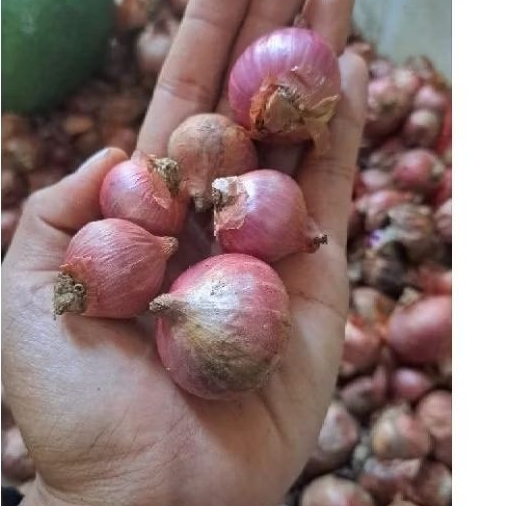 

Bawang Merah Lokal Boyolali