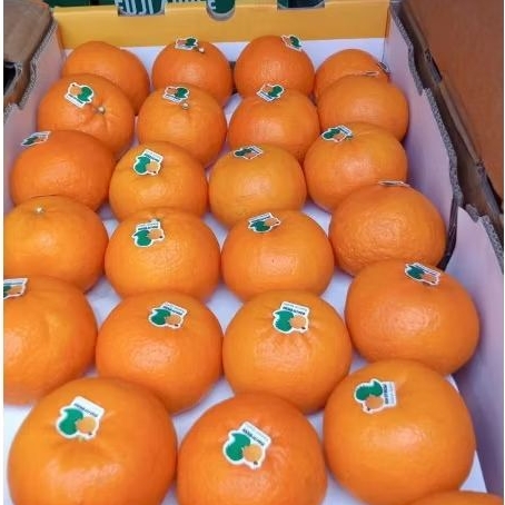 

JERUK HONEY MANDARIN WOKAM WOGAN MANISS /kg buah fresh enak
