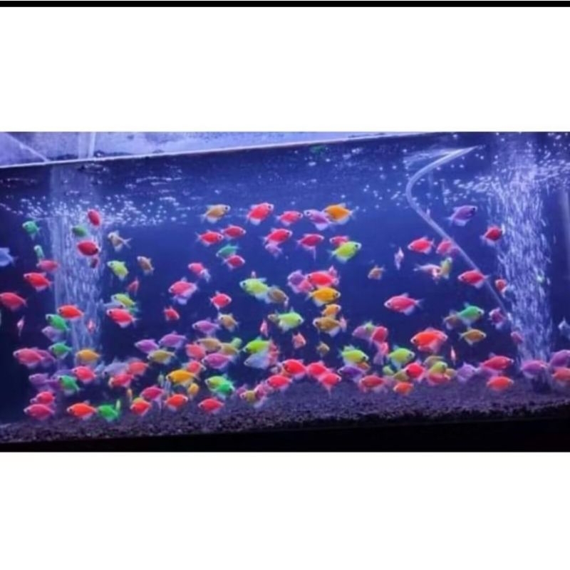 PROMO GLOWFISH TETRA BERUALITAS TUNGGI GRADE A