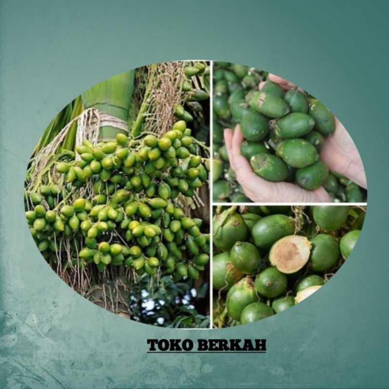 

Buah Pinang Muda/Obat Kuat/Jambe Muda Fres 250 gram