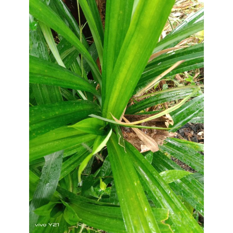 

daun pandan segar 250/gram