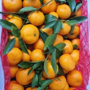 

jeruk Santang daun 1000g