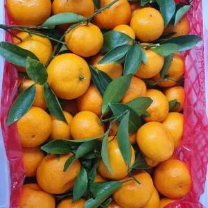 

jeruk Santang daun 500g