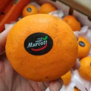 

jeruk Murcot premium 1000g
