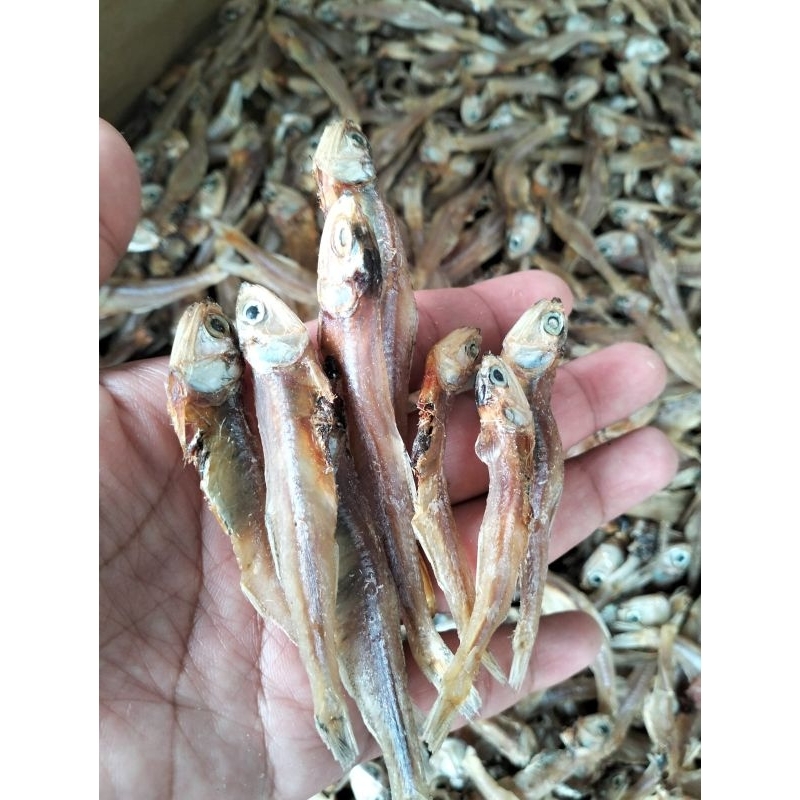

IKAN BADAR JENGKI BESAR SUPER PREMIUM