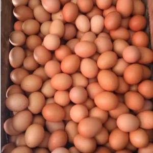 

telor ayam negi ( 10 pcs)